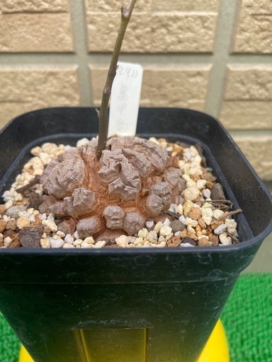 アフリカ亀甲竜「冬型塊根植物」