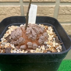 アフリカ亀甲竜「冬型塊根植物」