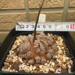 アフリカ亀甲竜「冬型塊根植物」の画像