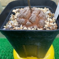 アフリカ亀甲竜「冬型塊根植物」の画像