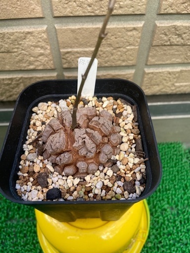 アフリカ亀甲竜「冬型塊根植物」