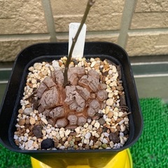 アフリカ亀甲竜「冬型塊根植物」の画像