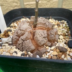 アフリカ亀甲竜「冬型塊根植物」の画像