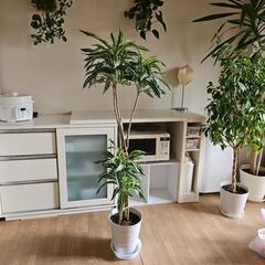 ドラセナ　ワーネッキー　レモンライム　150センチ位　8号