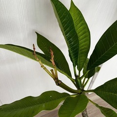 越冬株 大型プルメリア ガーデニング 鉢植え 植物 の画像
