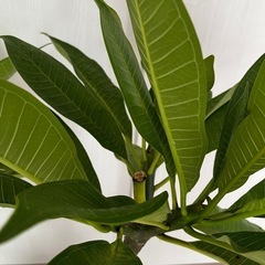 越冬株 大型プルメリア ガーデニング 鉢植え 植物 の画像