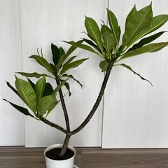 越冬株 大型プルメリア ガーデニング 鉢植え 植物 の画像