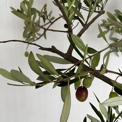 大型  オリーブ ガーデニング 鉢植え 植物 の画像