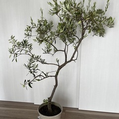 大型  オリーブ ガーデニング 鉢植え 植物 の画像