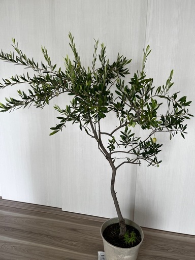 大型  オリーブ ガーデニング 鉢植え 植物