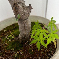 大型  オリーブ ガーデニング 鉢植え 植物 の画像