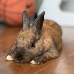 ミニウサギ