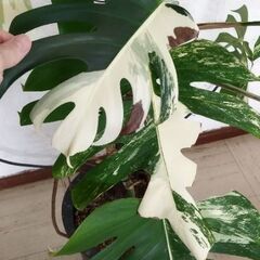 モンステラボルシギアナホワイトタイガー🪴の画像