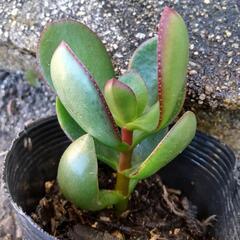 🍃金のなる木差し上げます🍃