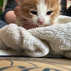 茶トラと三毛トラ生後1ヶ月の子猫