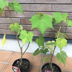 酔芙蓉　スイフヨウ　お花　苗木 