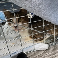 猫の捕獲器譲ってください。