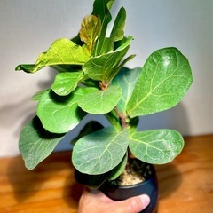 40cm大！インパクトあるひと鉢！シックでクールな雰囲気。デザイン鉢付き！丈夫で育てやすい。観葉植物初心者でも大丈夫！の画像