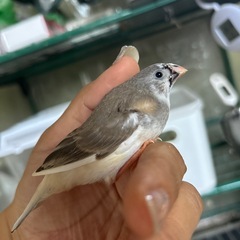 キンカチョウ雛　シナモン文鳥雛