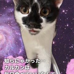 雅(みやび)ちゃん　塀の隙間で生まれ、塀の上で育てられた3兄妹の女の子です。　 - 猫