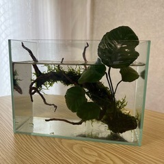 水草付き流木