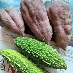 大きい鳴門金時
