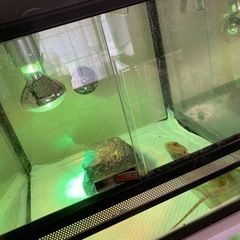売約済　爬虫類ケージ