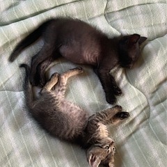 素敵な家族と出会えました。沢山の問い合わせありがとうございました。