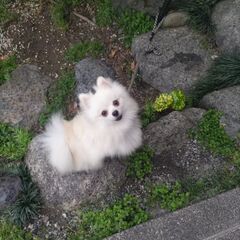 ポメラニアンベス繁殖引退犬