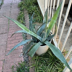 アガベ　リュウゼツラン