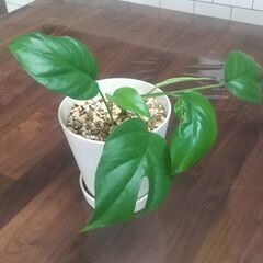 ヒメモンステラ 観葉植物