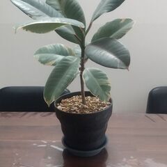 ゴムの木 観葉植物