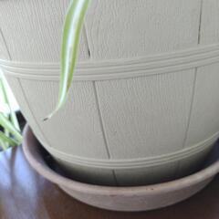 観葉植物の画像