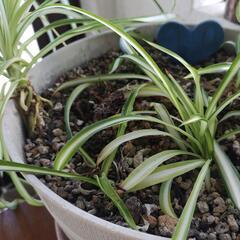 観葉植物の画像