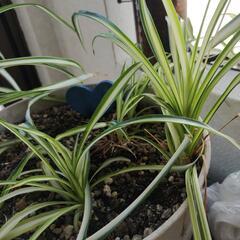 観葉植物の画像