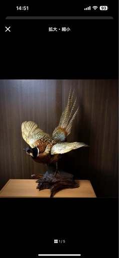 雉 コウライキジ 鳥 剥製 骨董品 芸術品