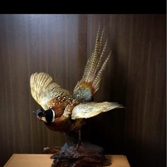 雉 コウライキジ 鳥 剥製 骨董品 芸術品