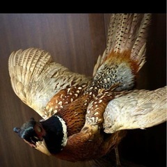 雉 コウライキジ 鳥 剥製 骨董品 芸術品の画像