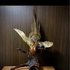 雉 コウライキジ 鳥 剥製 骨董品 芸術品の画像