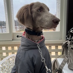 犬のおやつに