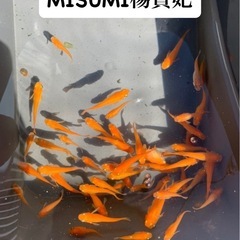 メダカ