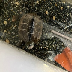 クサガメ