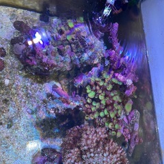 ライブロック、サンゴ等の画像