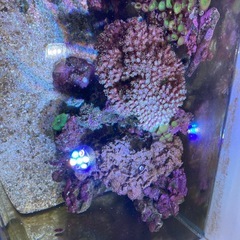 ライブロック、サンゴ等の画像