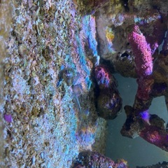 ライブロック、サンゴ等の画像