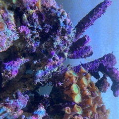 ライブロック、サンゴ等の画像