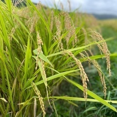 【受付停止中】令和6年宮城県登米市産ひとめぼれ　玄米30kg