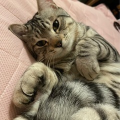 良い里親さん決まりました。
