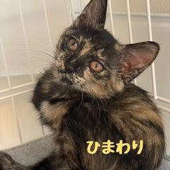 9/29日曜日　譲渡会in川崎市動物愛護センター　子猫から大人猫まで
