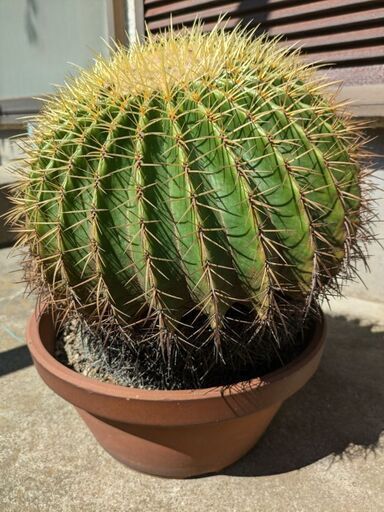 サボテンの王様金鯱